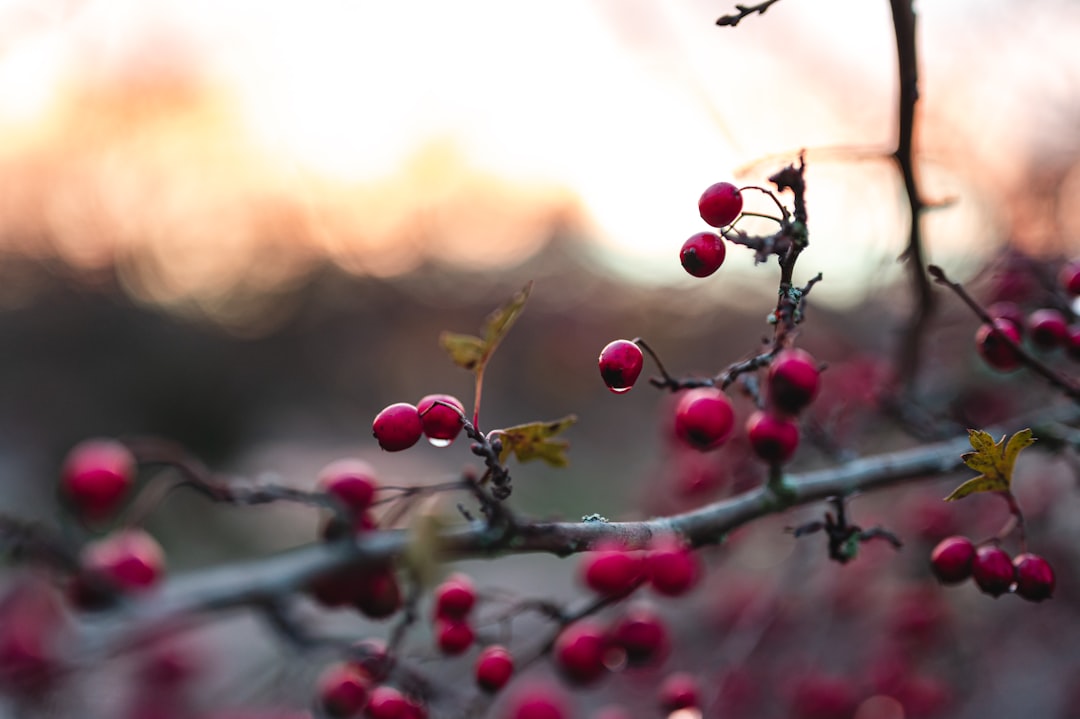 red round fruits in tilt shift lens