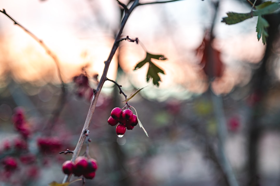 red round fruits on tree branch