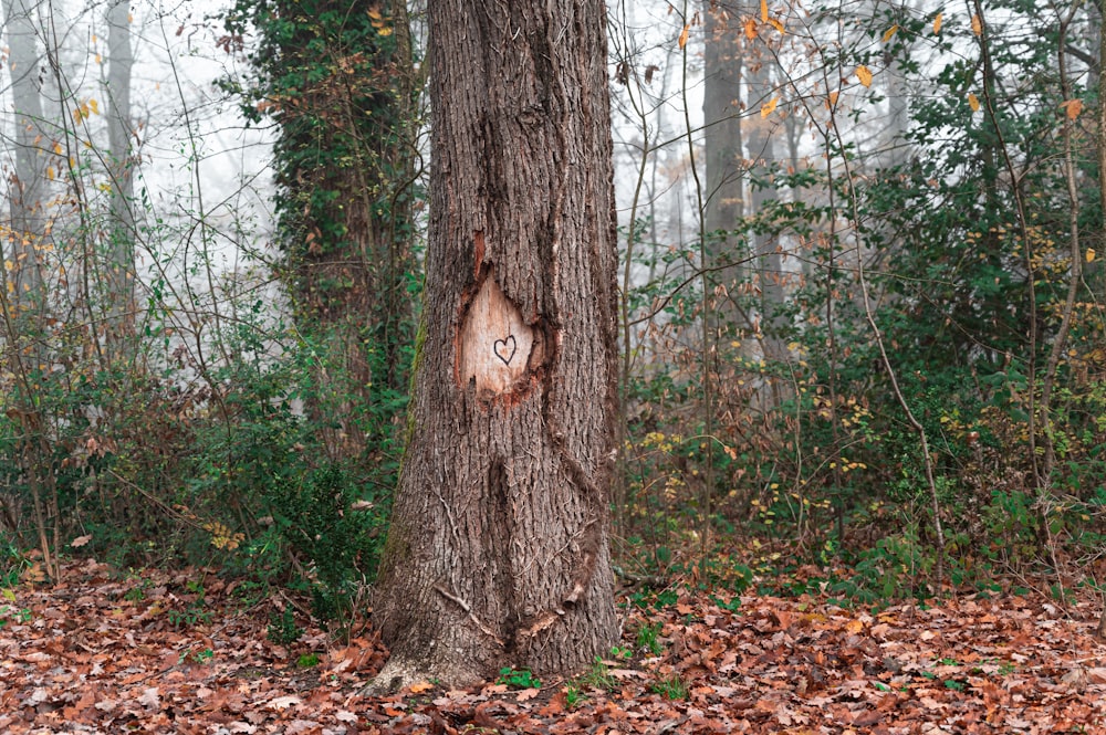 brown tree trunk surrounded by bare trees during daytime