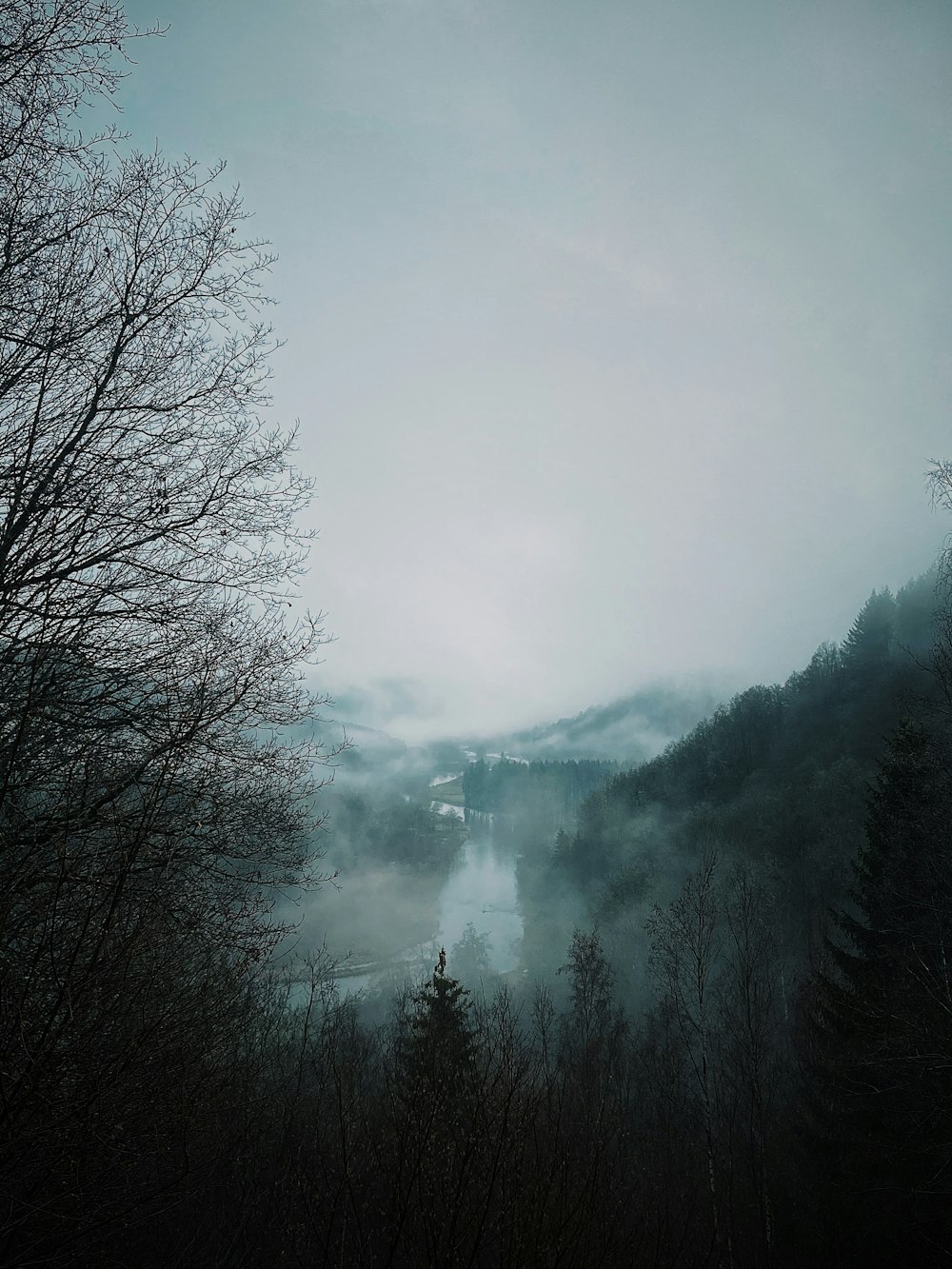 trees on mountain covered with fog