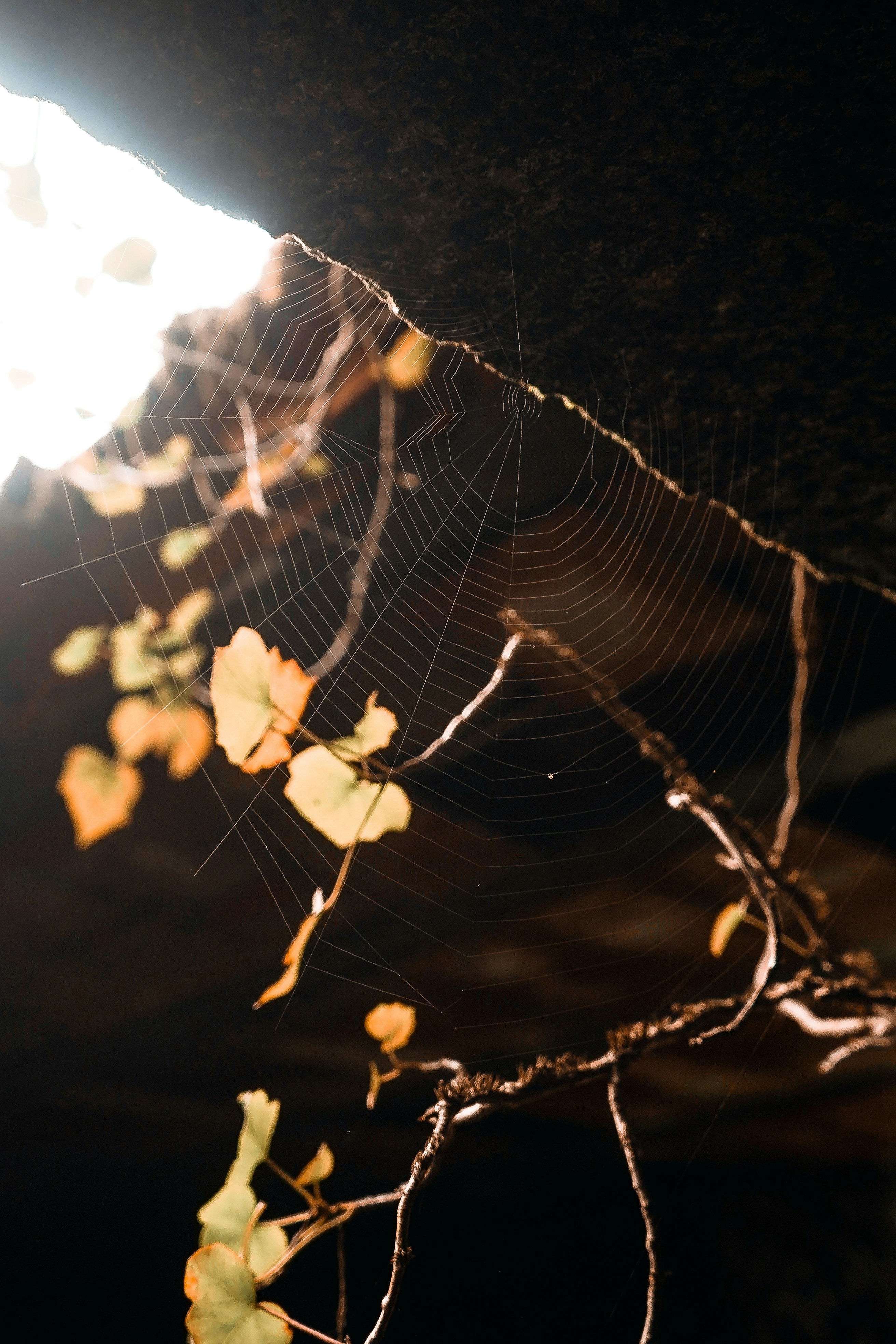 spider web on brown tree branch during night time