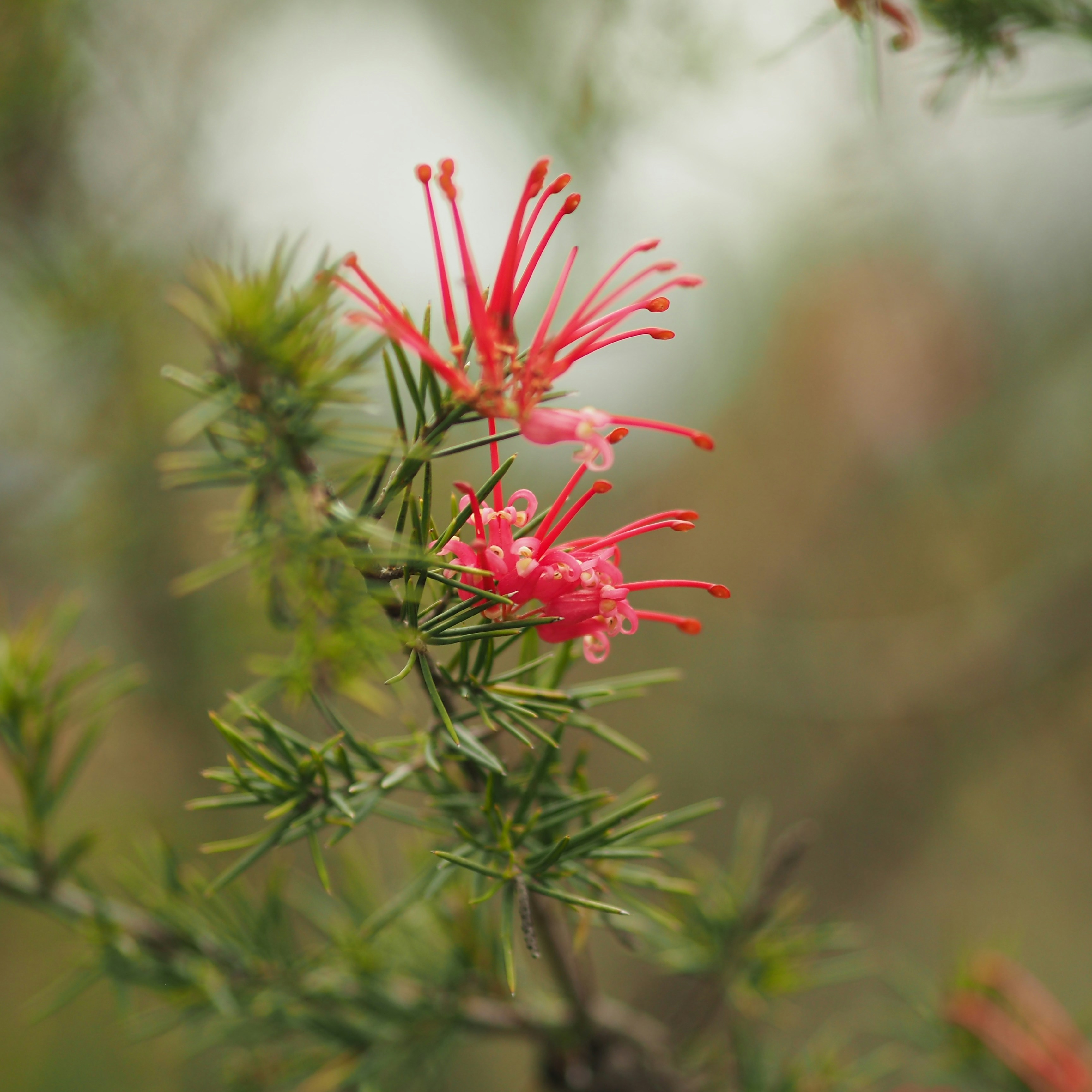 Photo by wricks_pics