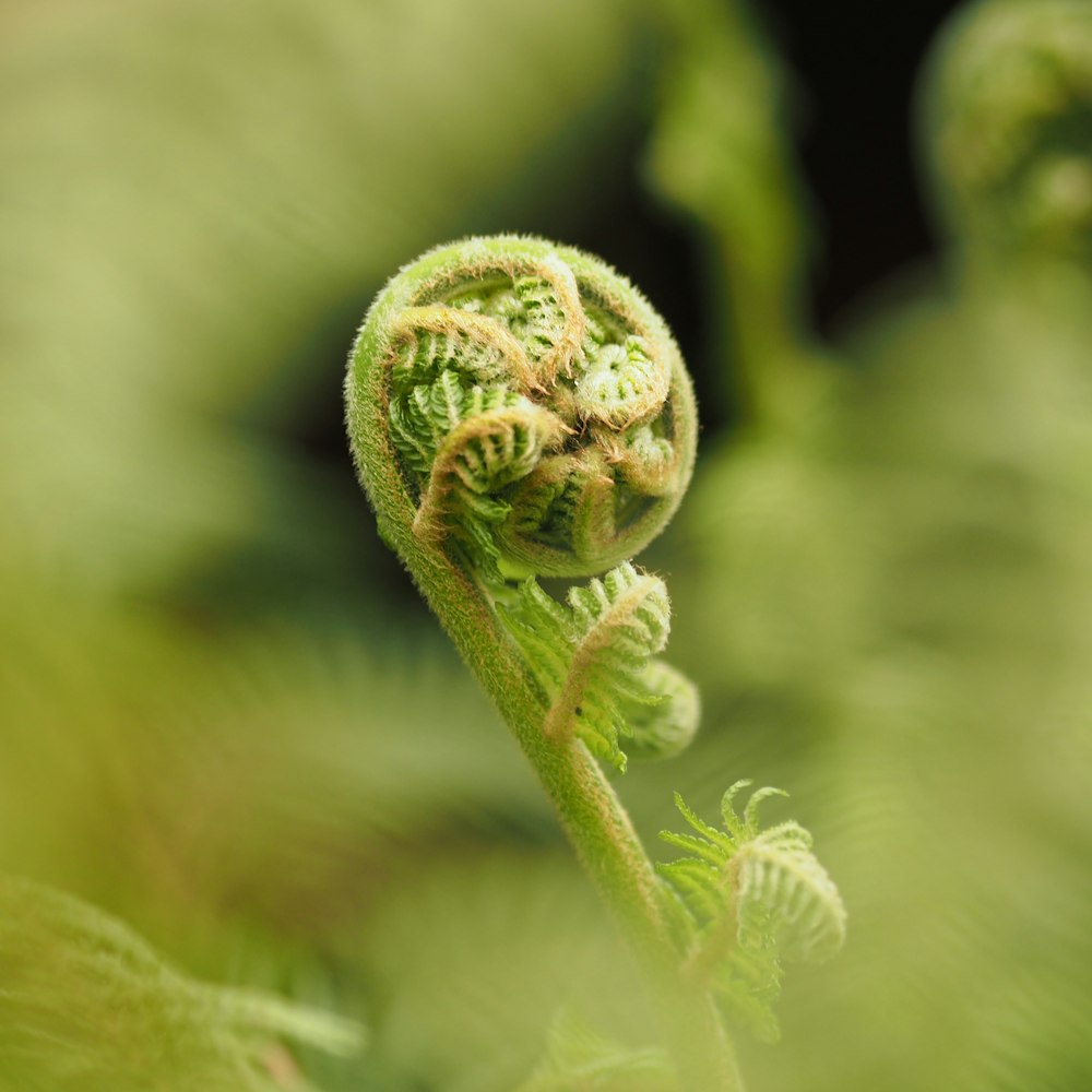 green and yellow flower bud in macro photography