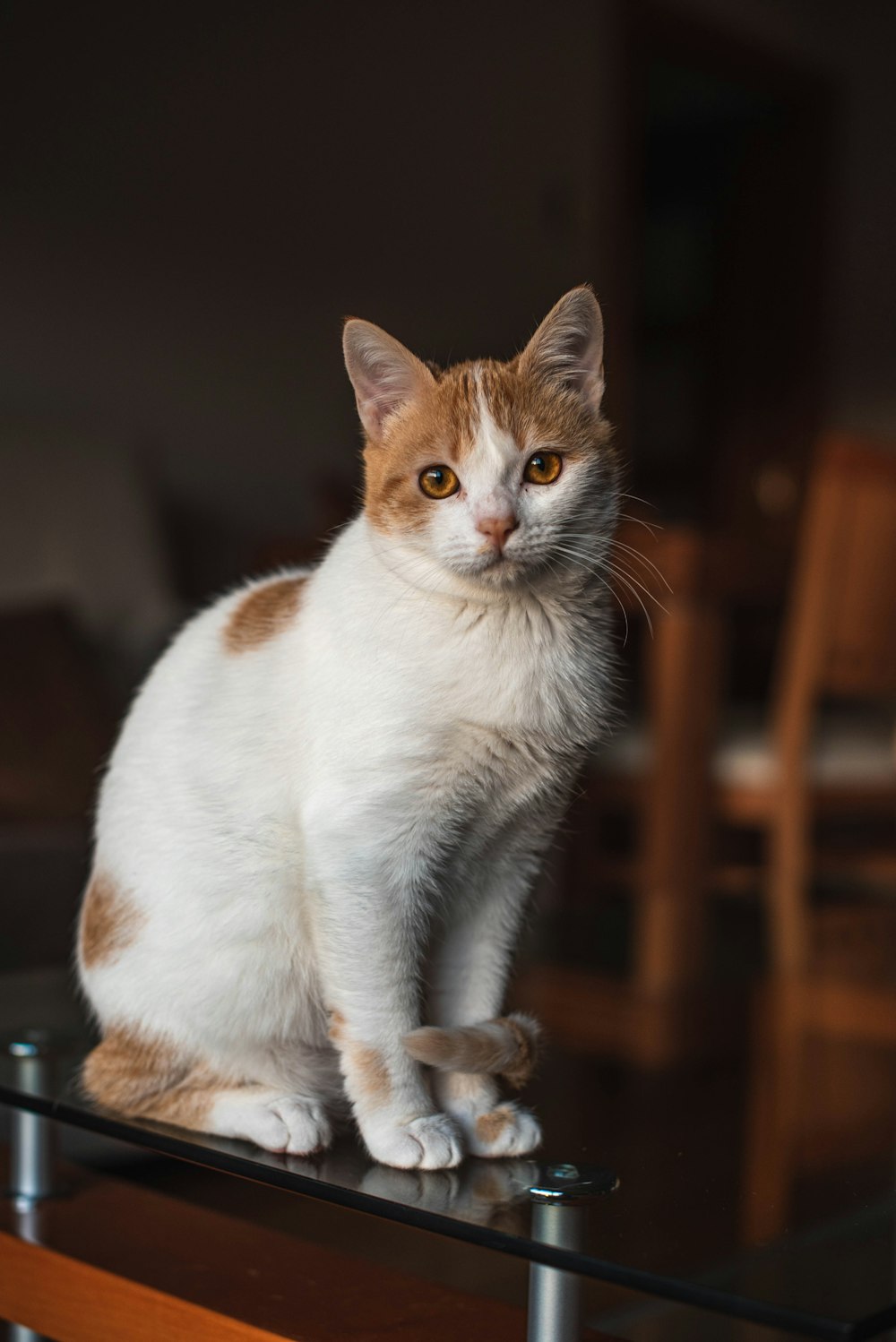 白とオレンジのぶち猫