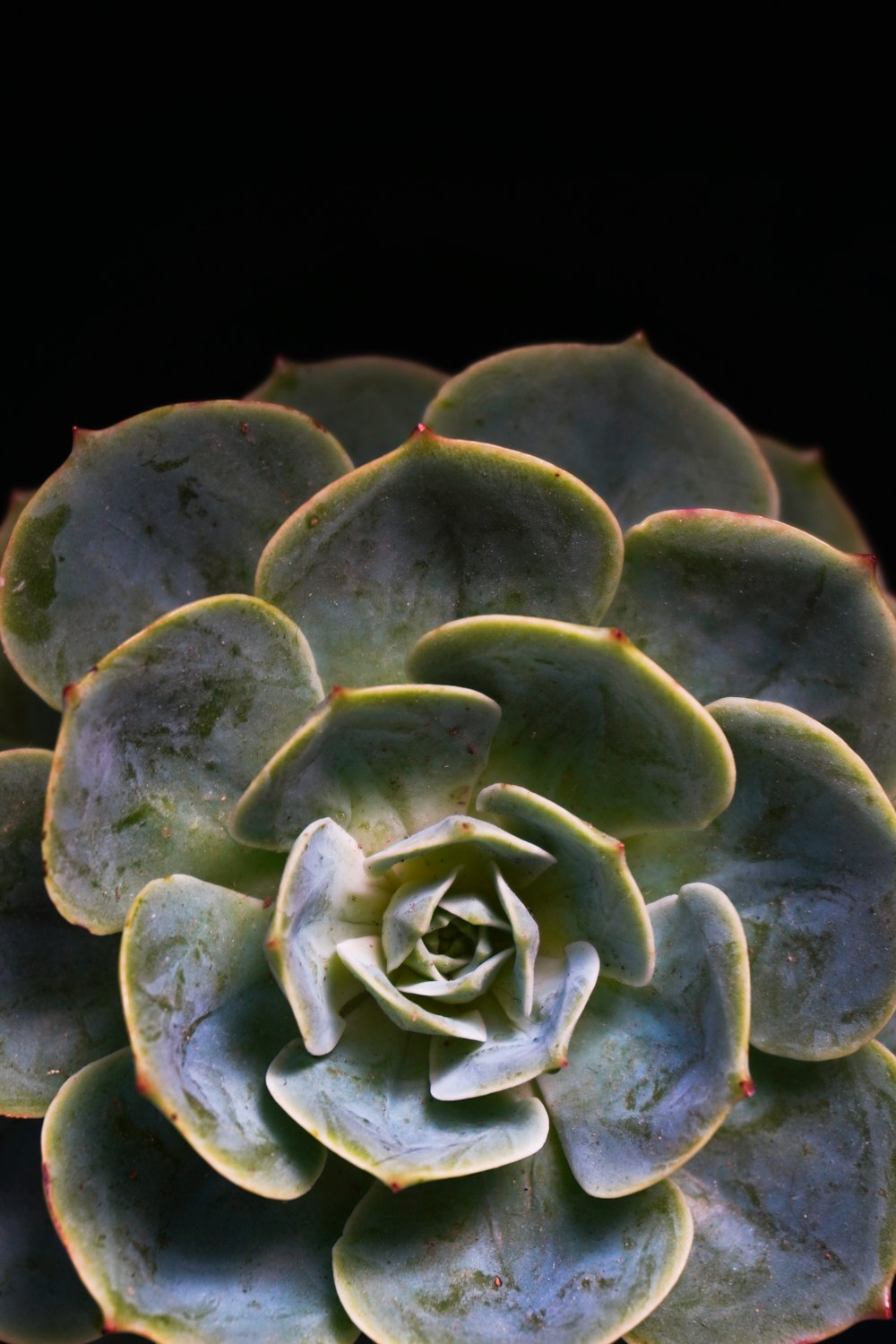 green and white succulent plant