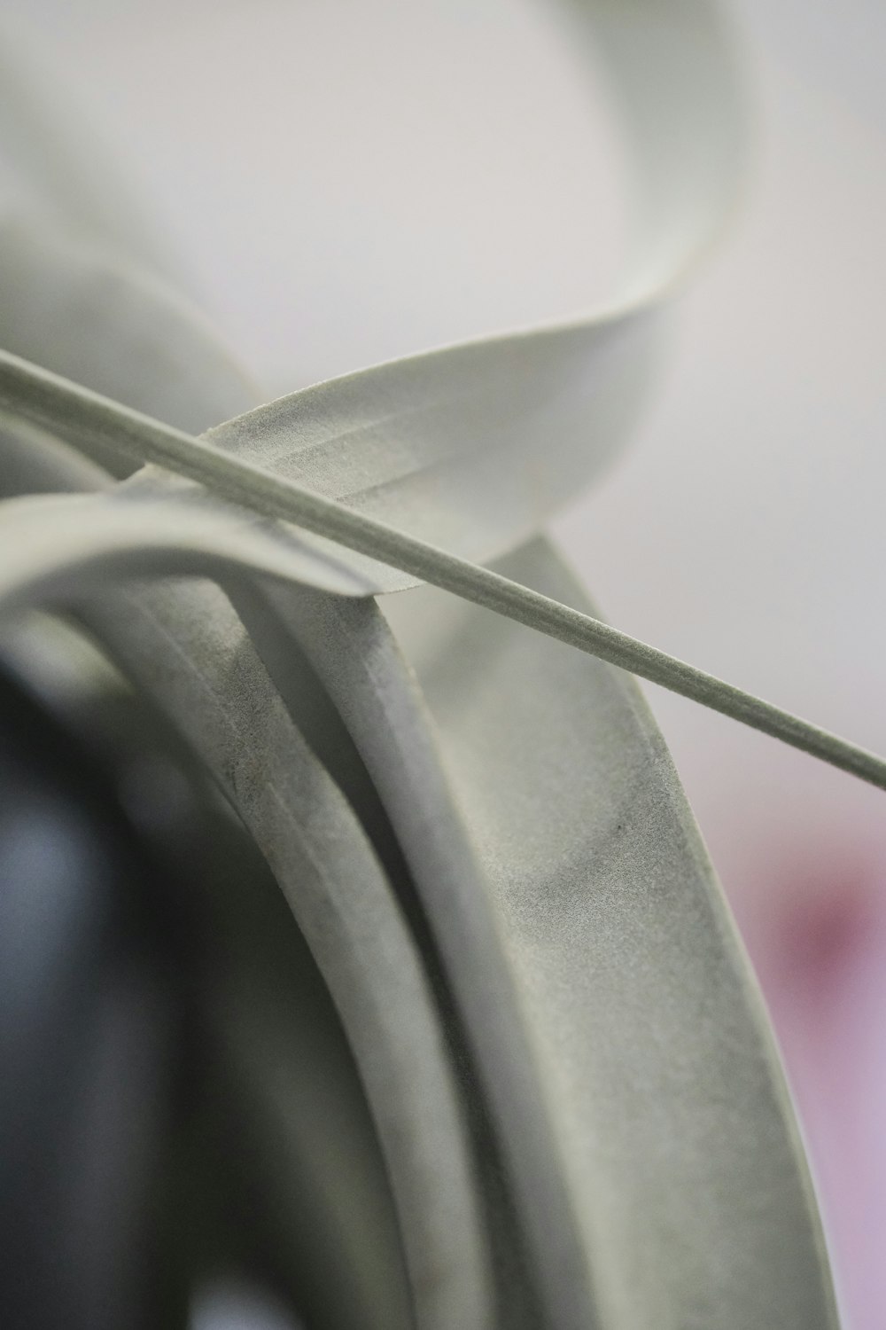 white flower in macro lens