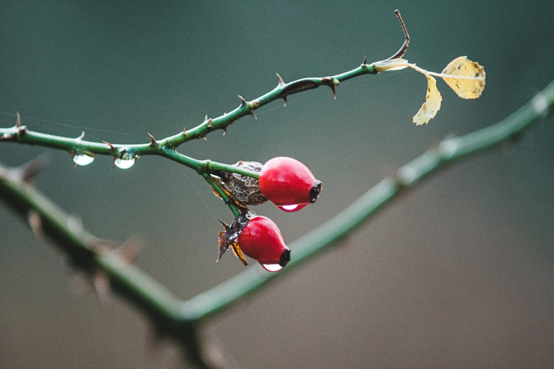 red fruit on brown stem