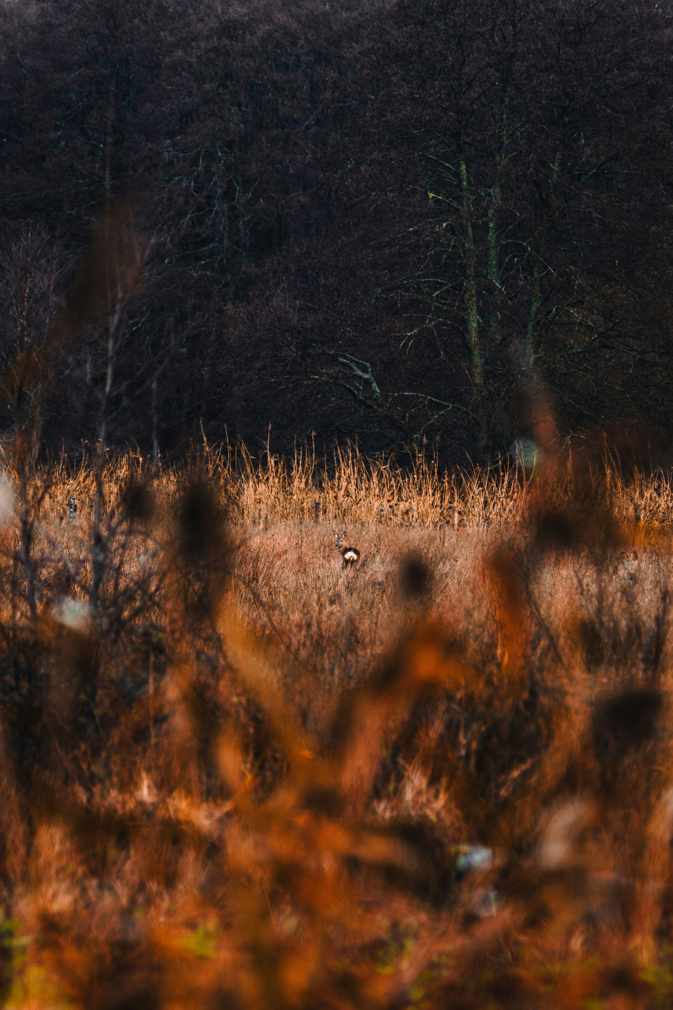Photo by alken