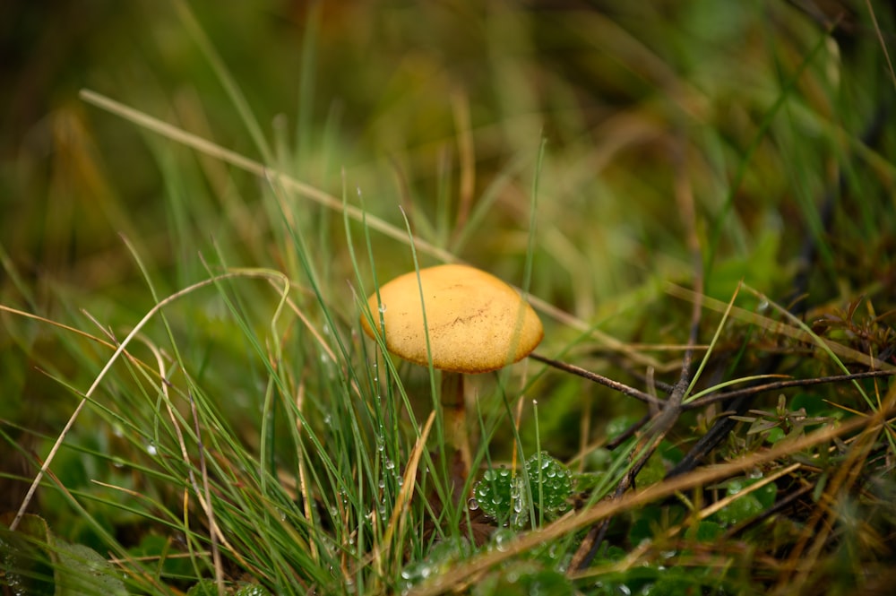 champignon brun sur herbe verte