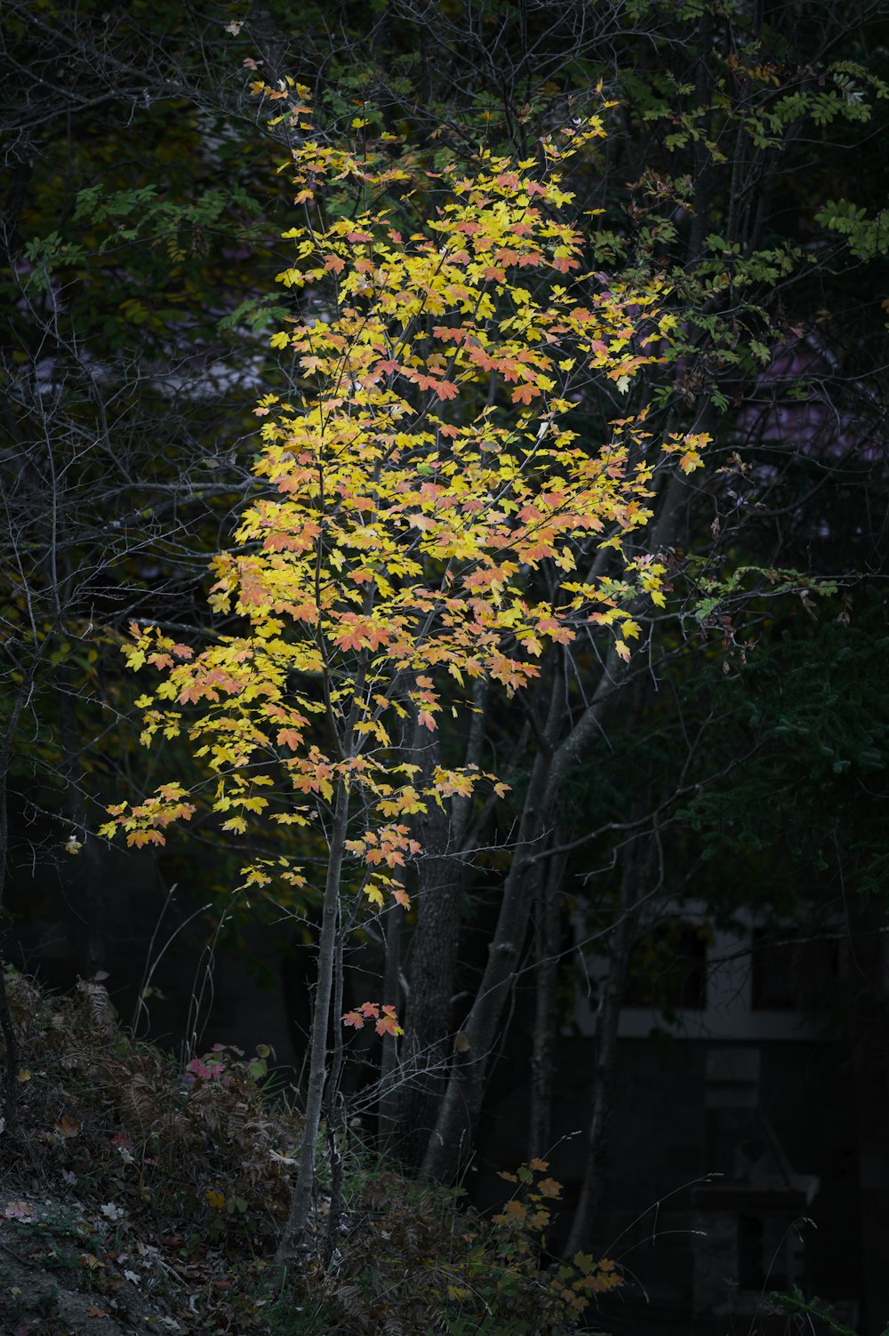 yellow and green maple tree