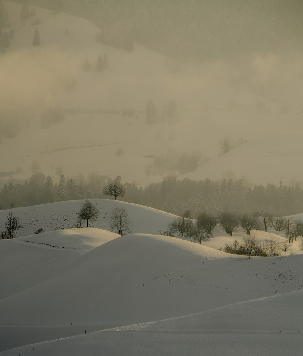 snow covered field and trees during daytime