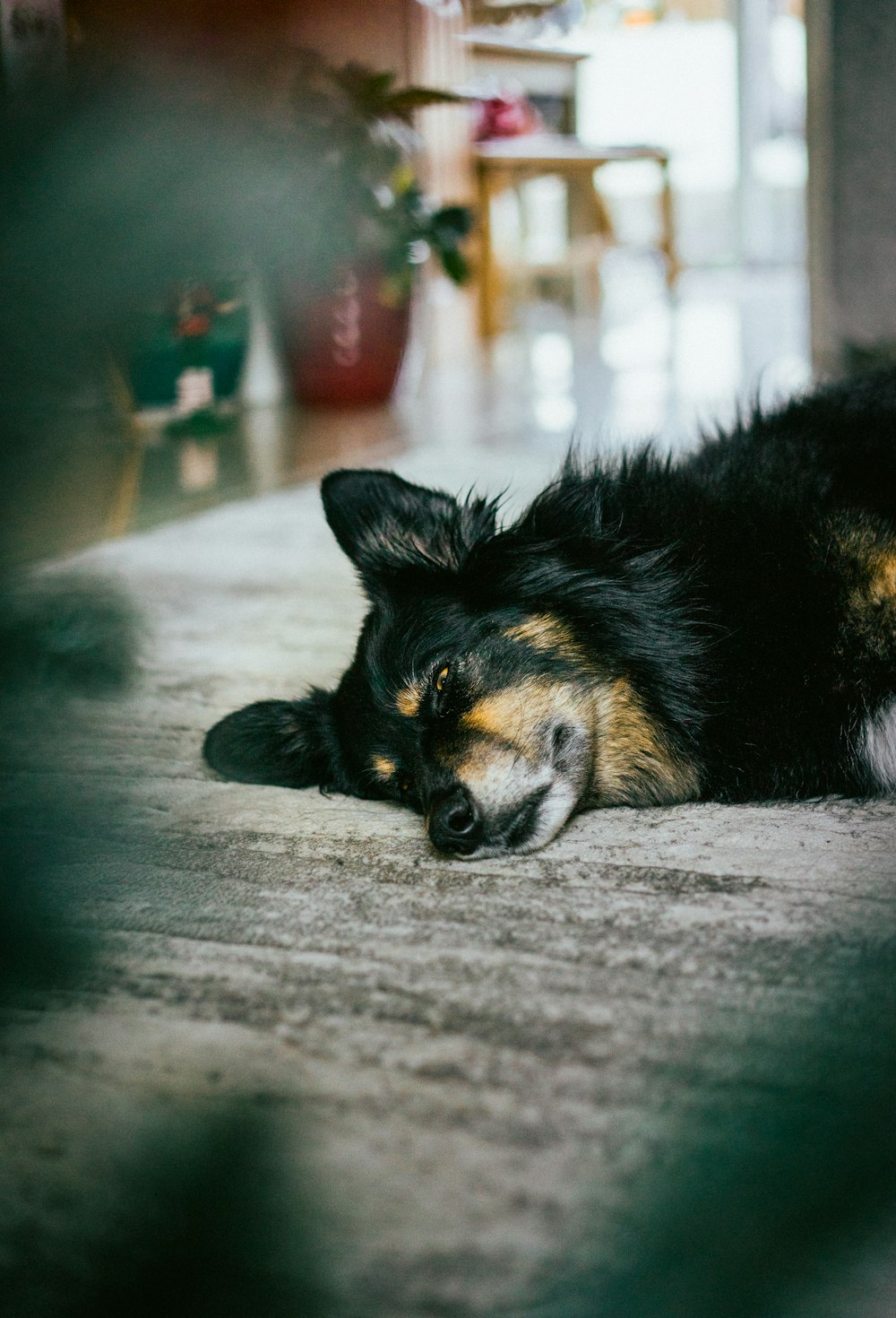 black and tan short coat medium sized dog lying on floor