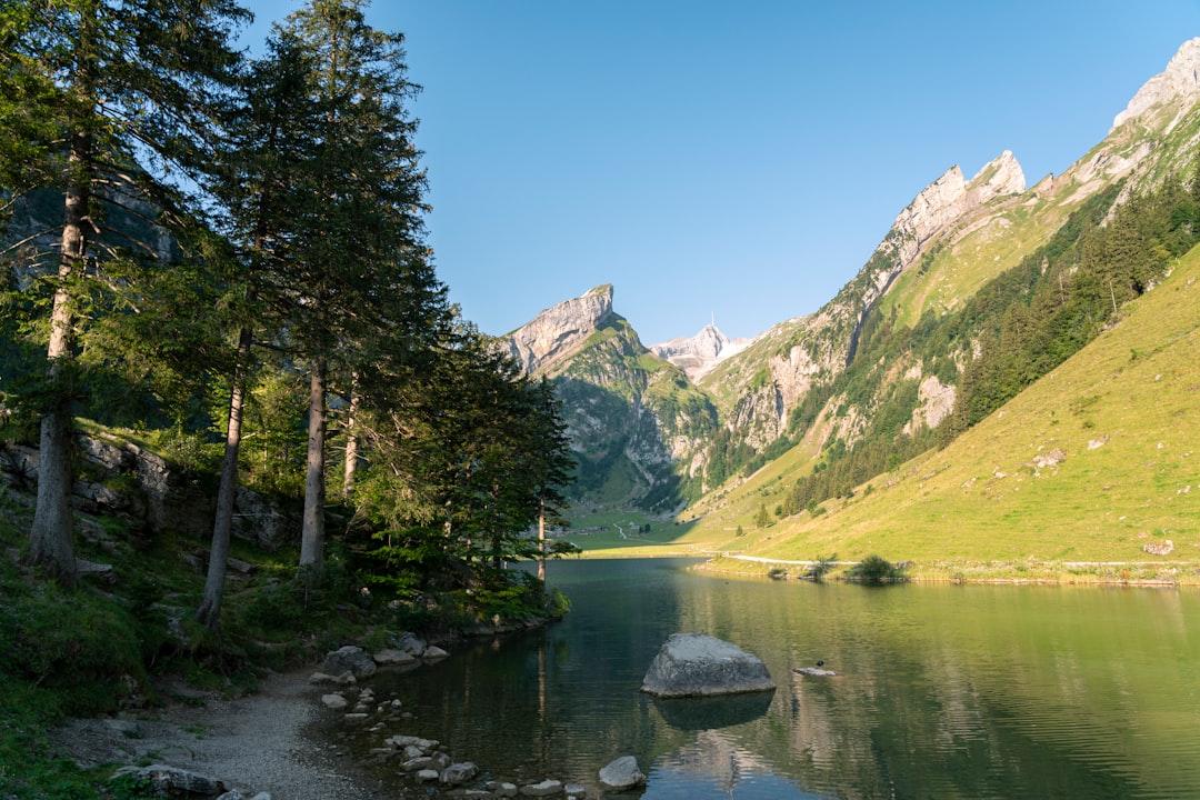 green trees near lake and mountains during daytime