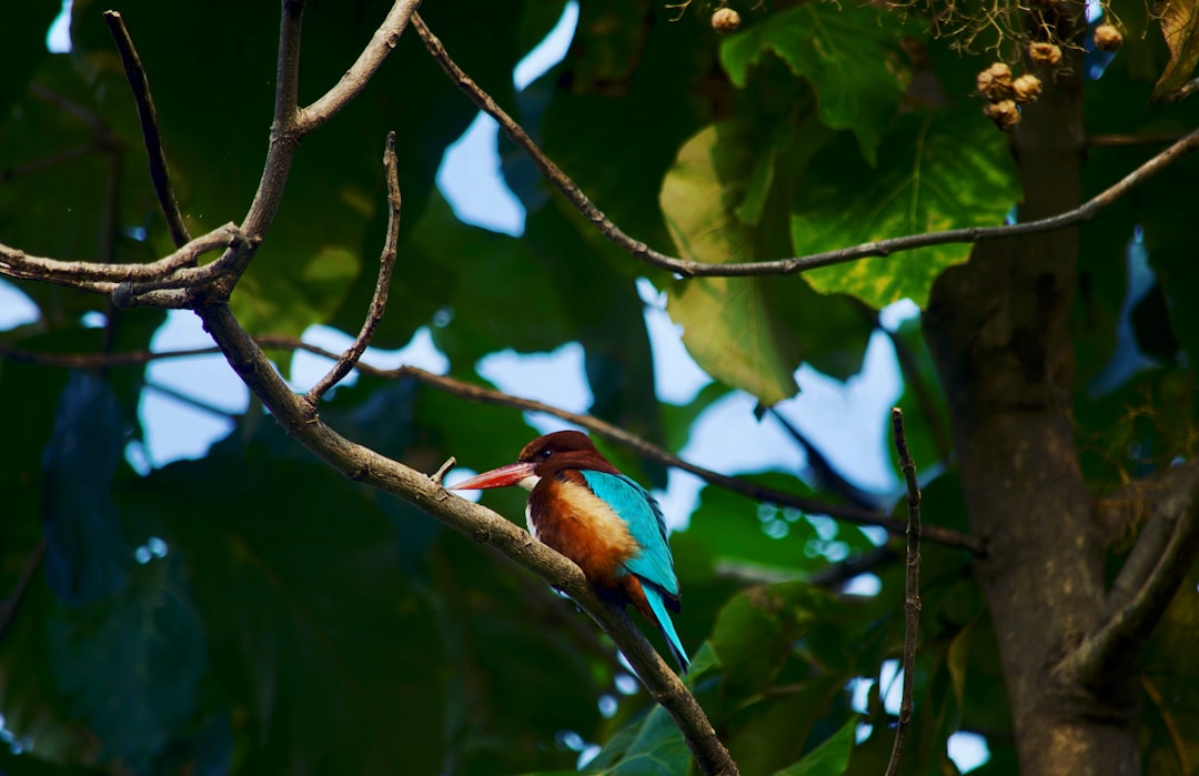 blue and brown bird on brown tree branch during daytime