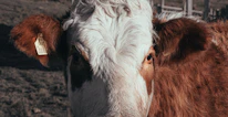 Close-up of a cow with a visible tag number standing in a sunny village farm.