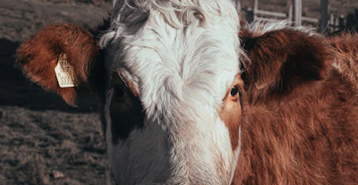 Close-up of a cow with a visible tag number standing in a sunny village farm.