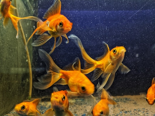 A group of vibrant orange goldfish swim gracefully in a tank with a dark blue background, their delicate fins creating flowing movements in the water.