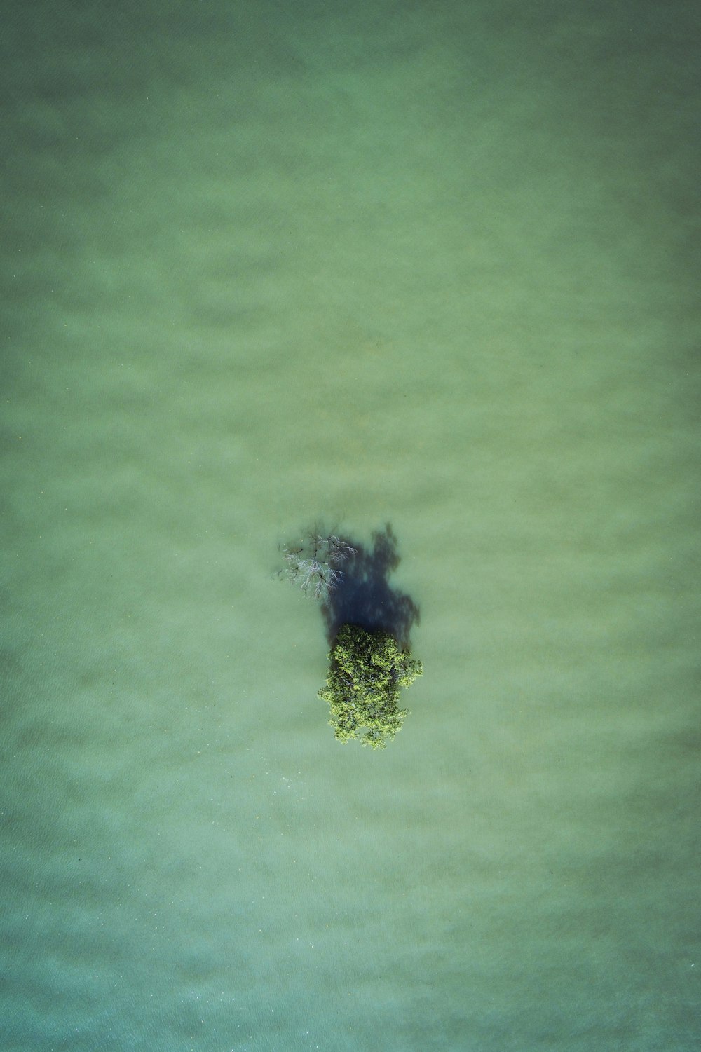 black bird flying over green water