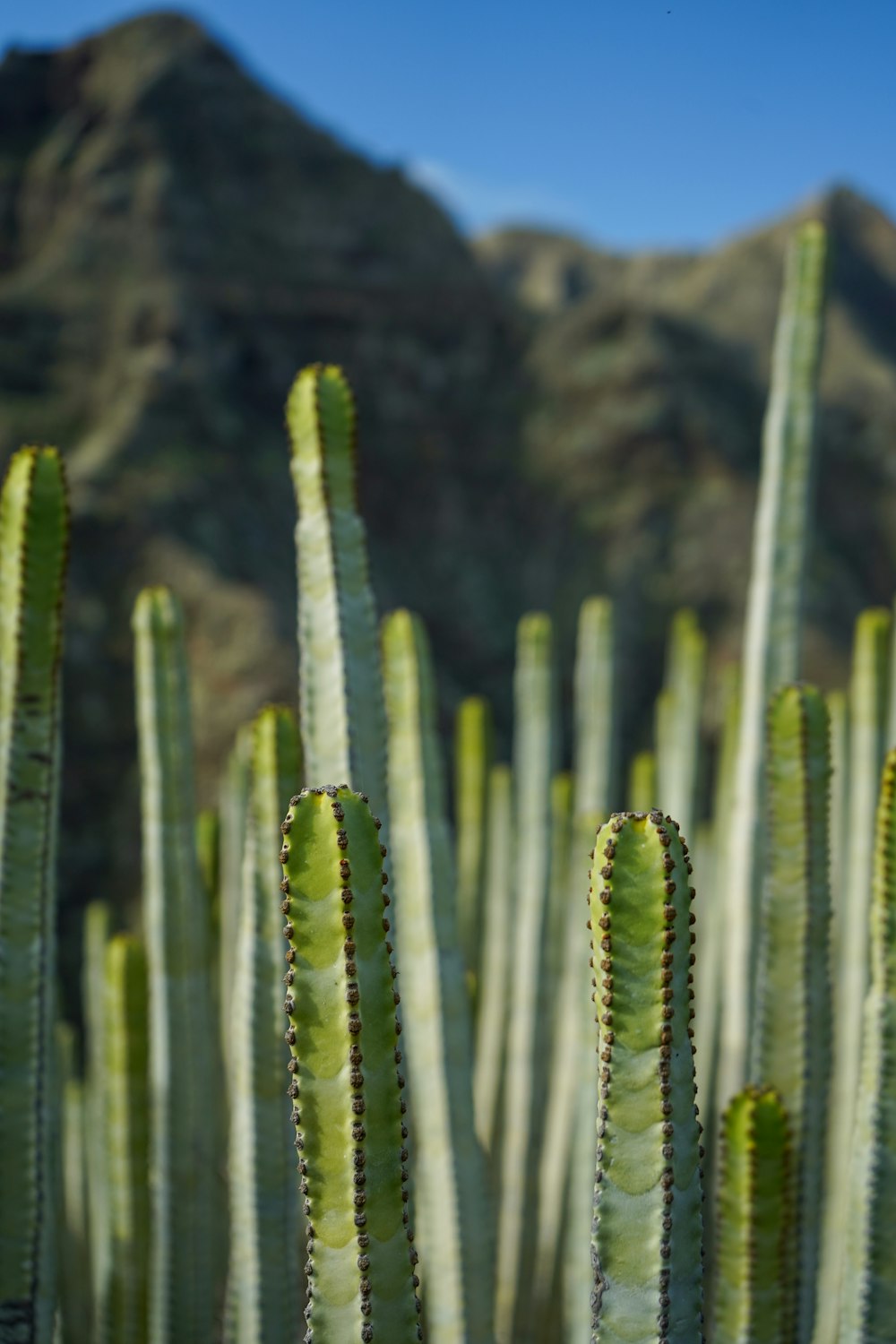 green cactus plant during daytime