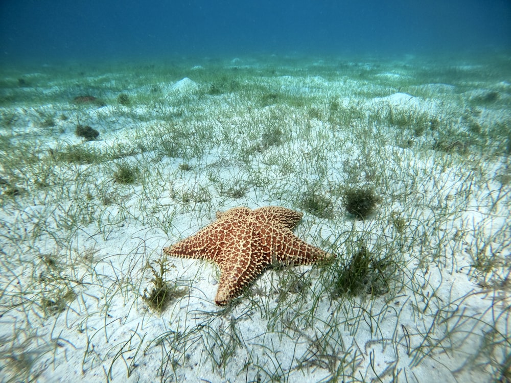brown starfish on body of water