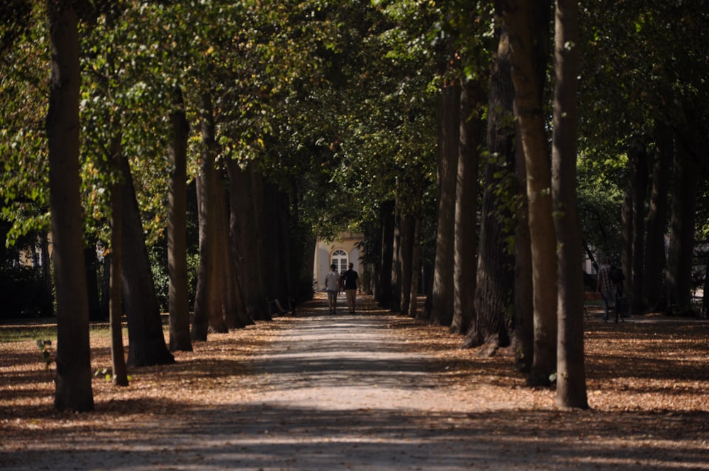 gray concrete road between green trees during daytime