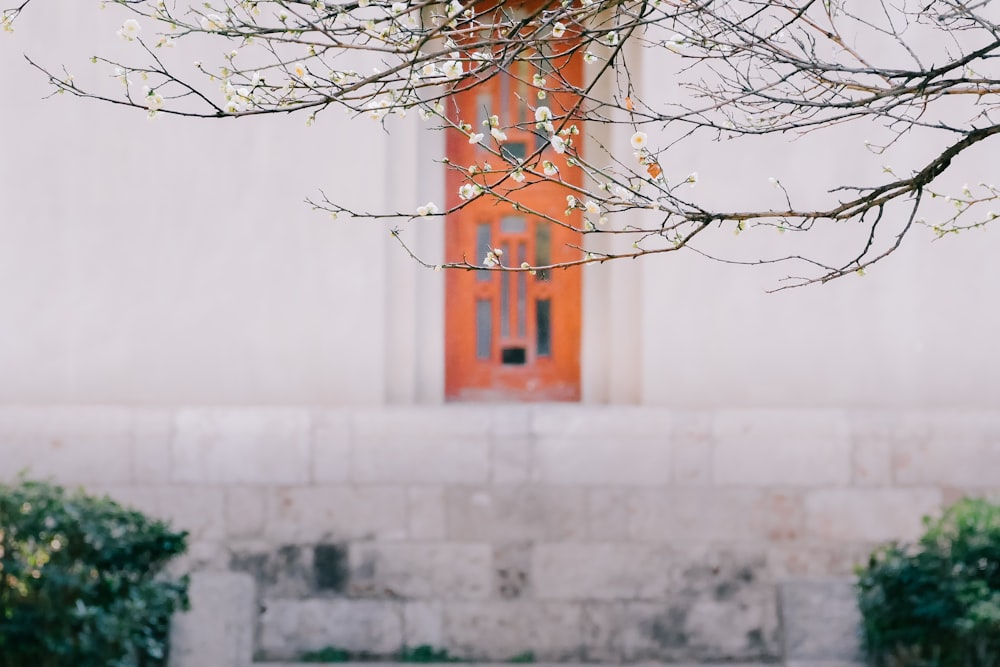 brown bare tree near white concrete building