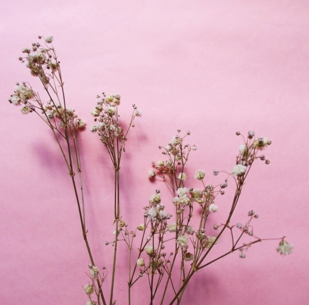 white flowers on pink background