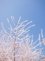 A tree with numerous branches adorned with white and pale pink blossoms is depicted against a clear blue sky.