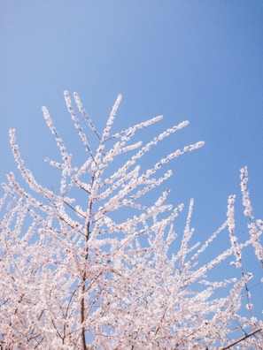 A tree with numerous branches adorned with white and pale pink blossoms is depicted against a clear blue sky.
