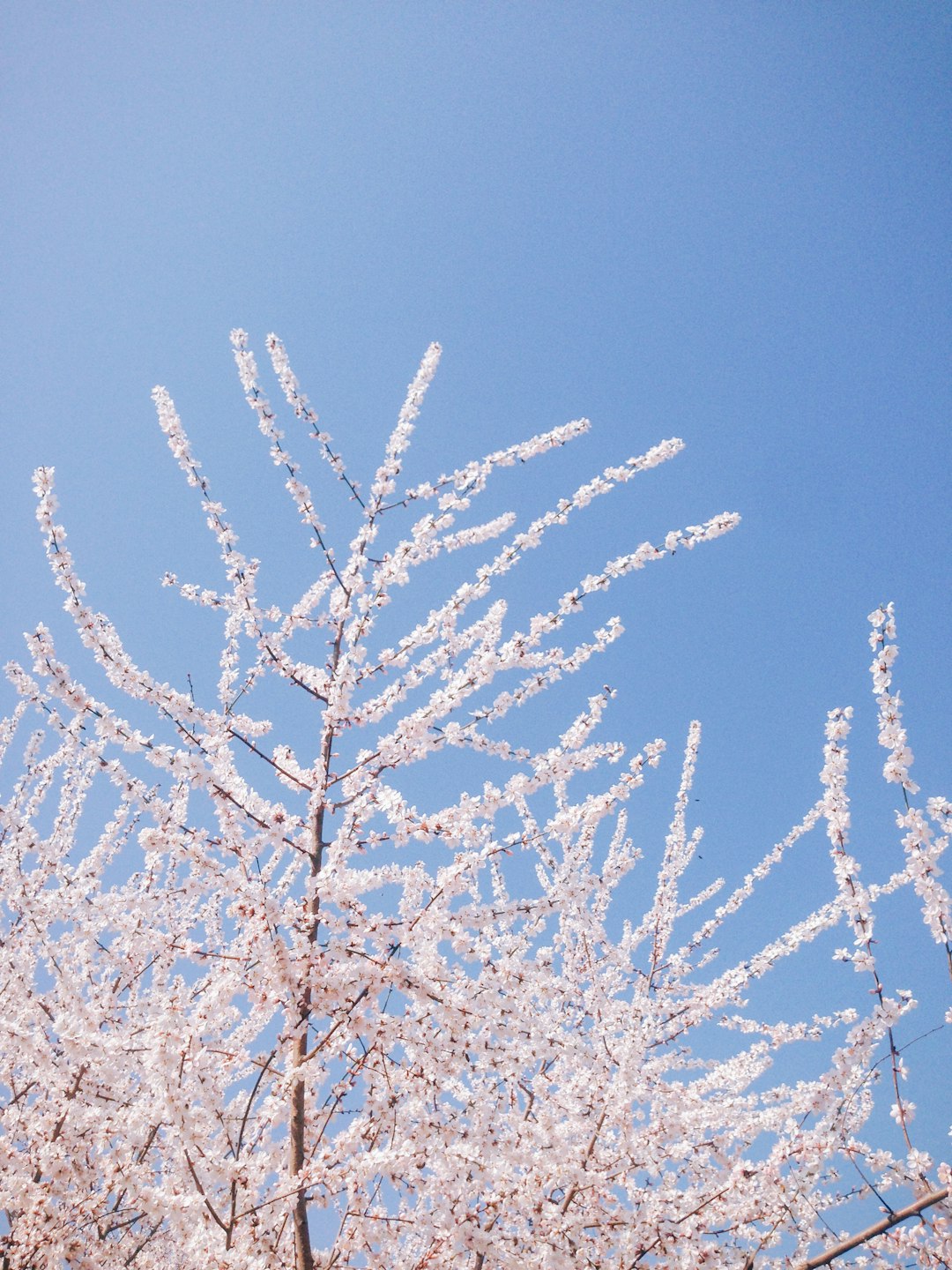 white and brown tree under blue sky during daytime