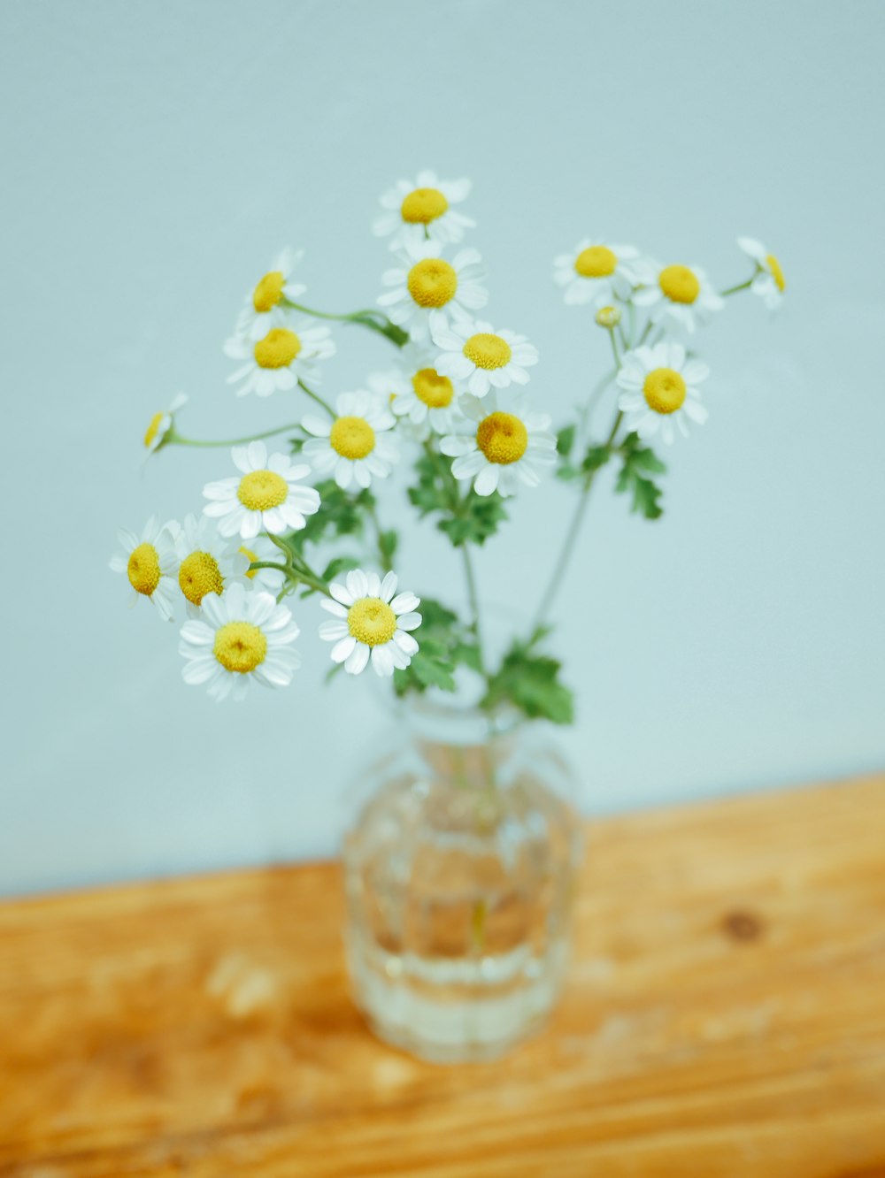 white and yellow flowers in clear glass vase