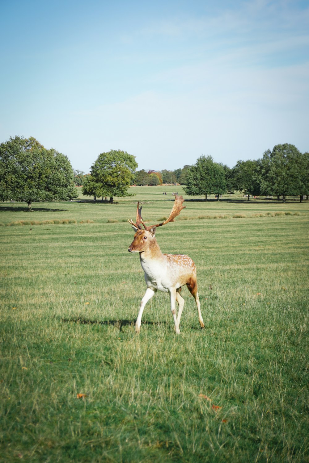 brown and white deer on green grass field during daytime