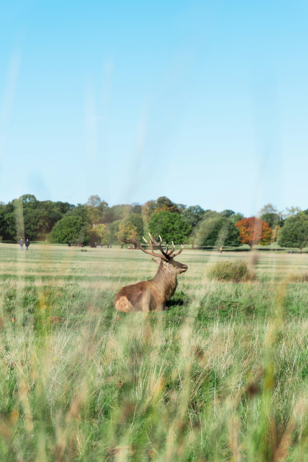 brown deer on green grass field during daytime