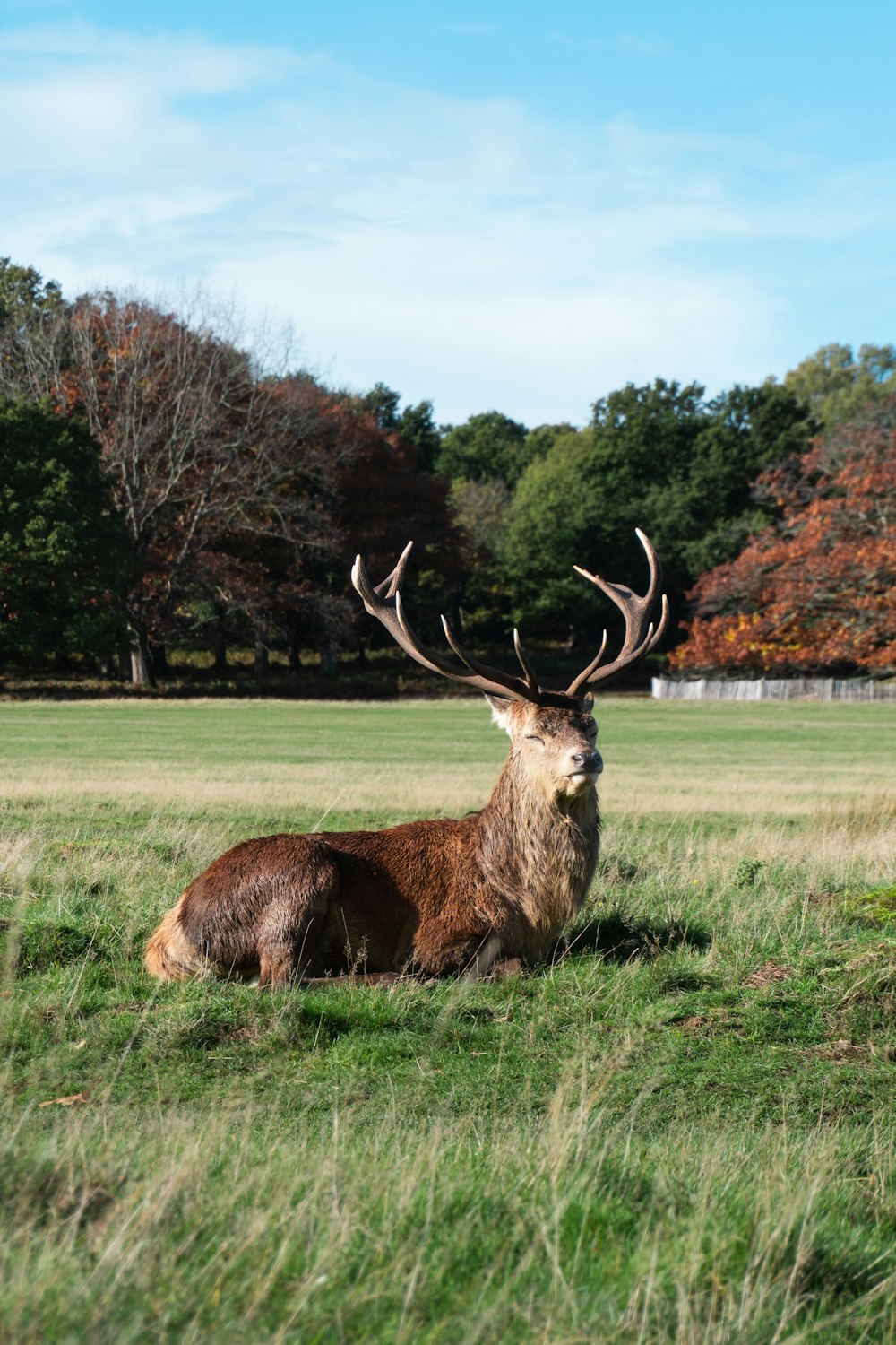 brown deer on green grass field during daytime