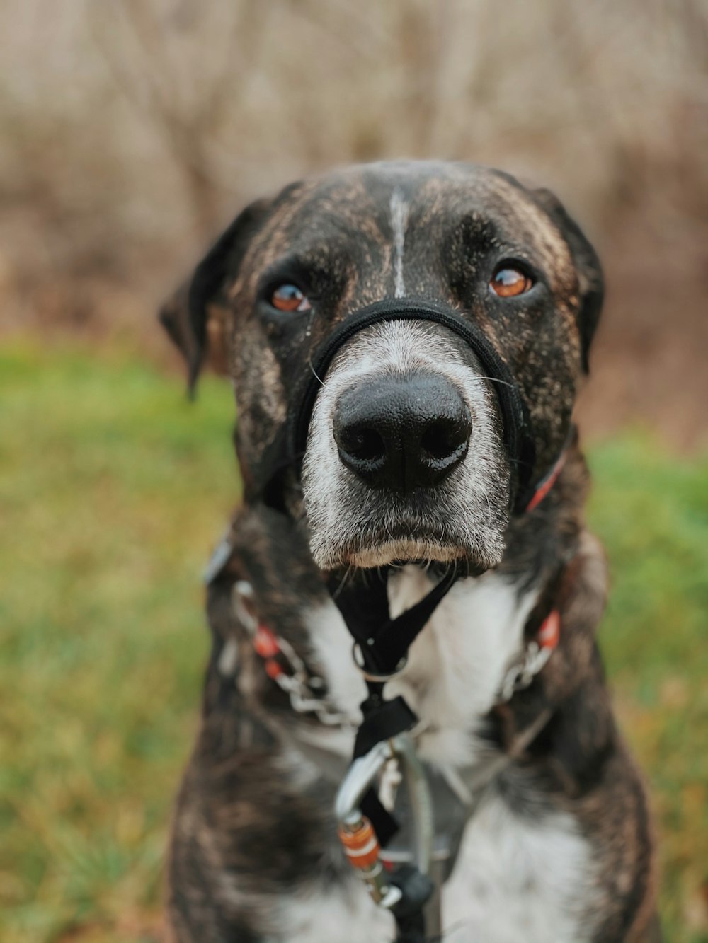 black and white short coated dog on green grass field during daytime