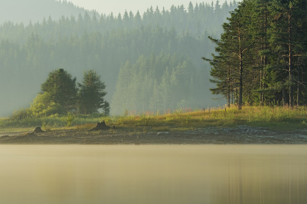 green trees beside river during daytime