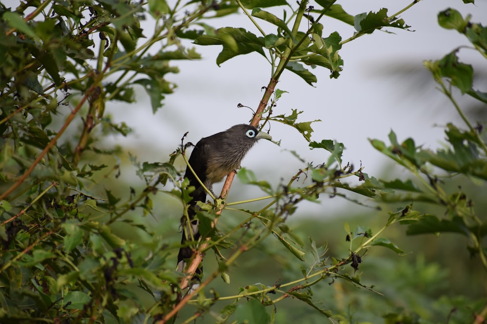 black bird on green plant