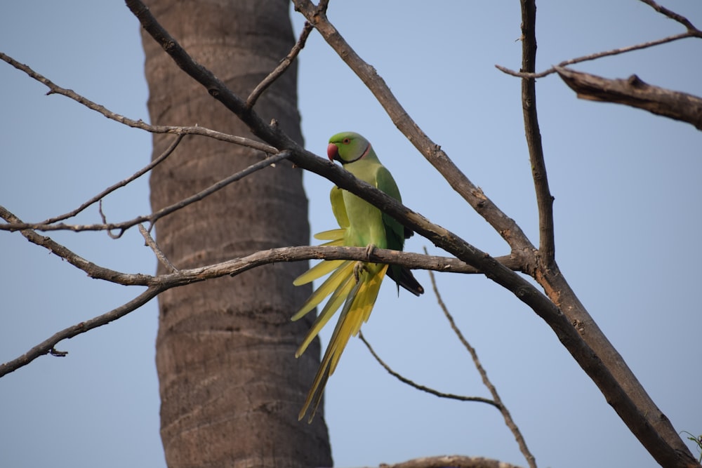 pájaro verde y amarillo en la rama marrón del árbol durante el día