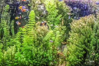 green plants and purple flowers