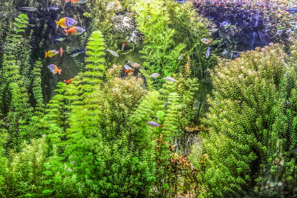 green plants and purple flowers