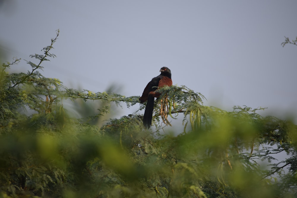 black and orange bird on green grass during daytime