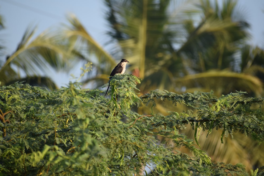 black and white bird on tree branch during daytime