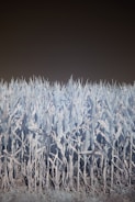 Cornfield with healthy tall stalks captured by drone multispectral imaging