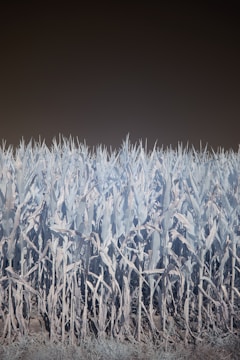 Cornfield with healthy tall stalks captured by drone multispectral imaging