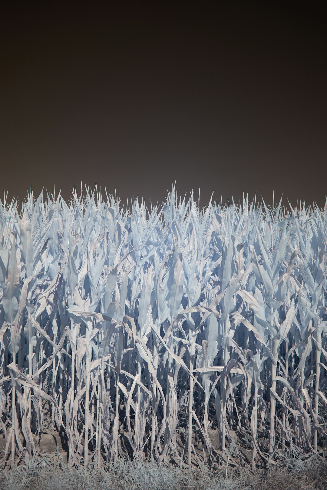 brown wheat field under white sky during daytime