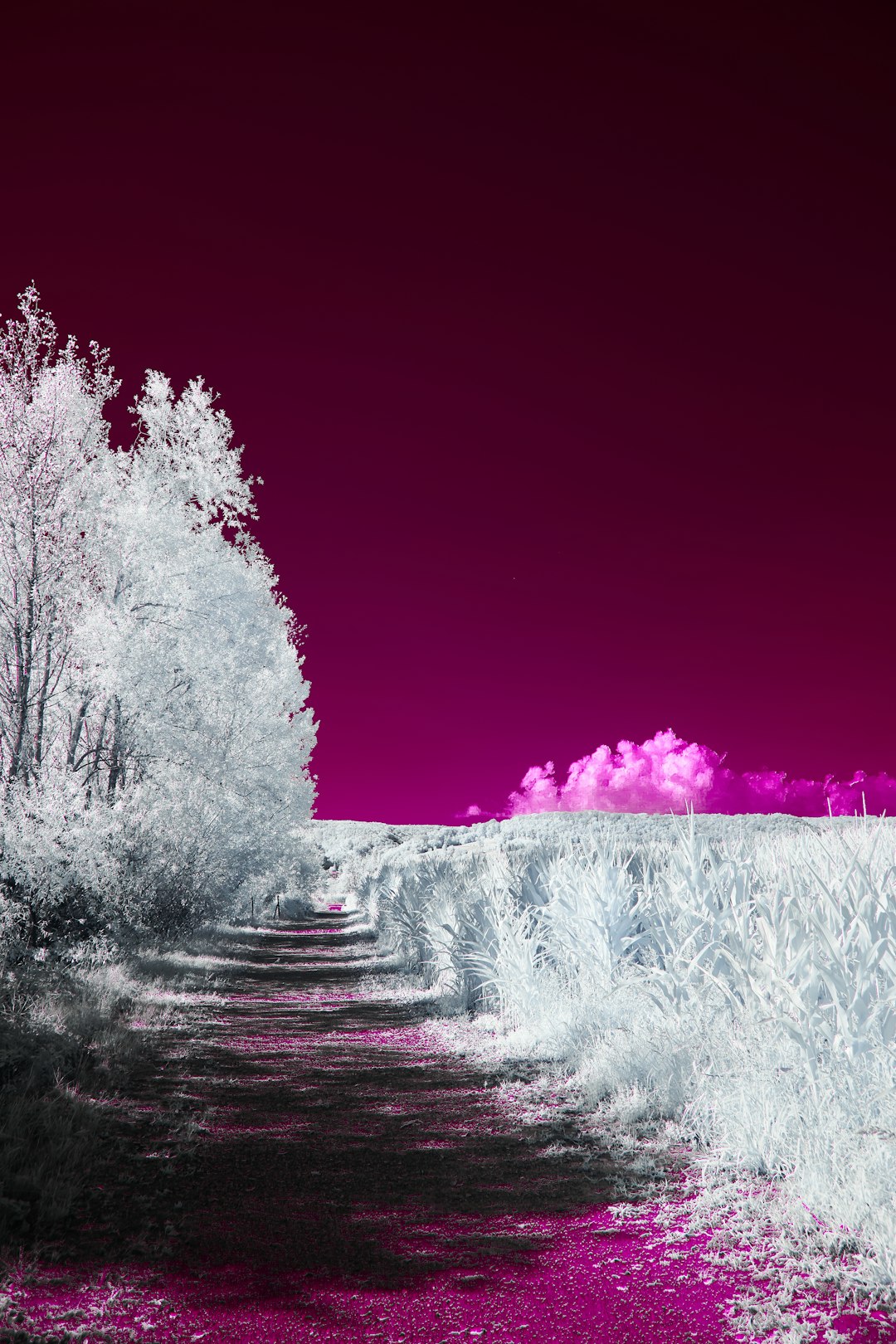 snow covered trees during night time