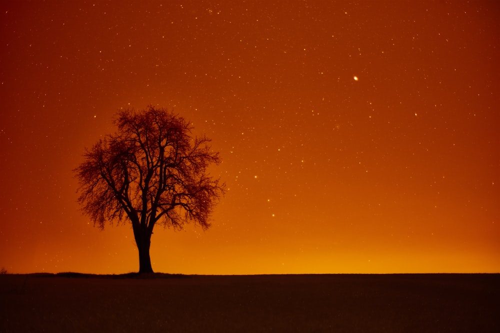 silhouette of tree during night time