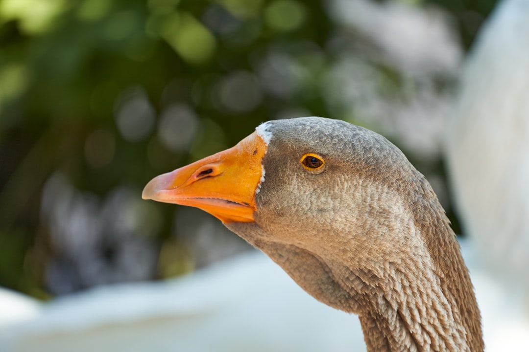 grey duck in close up photography