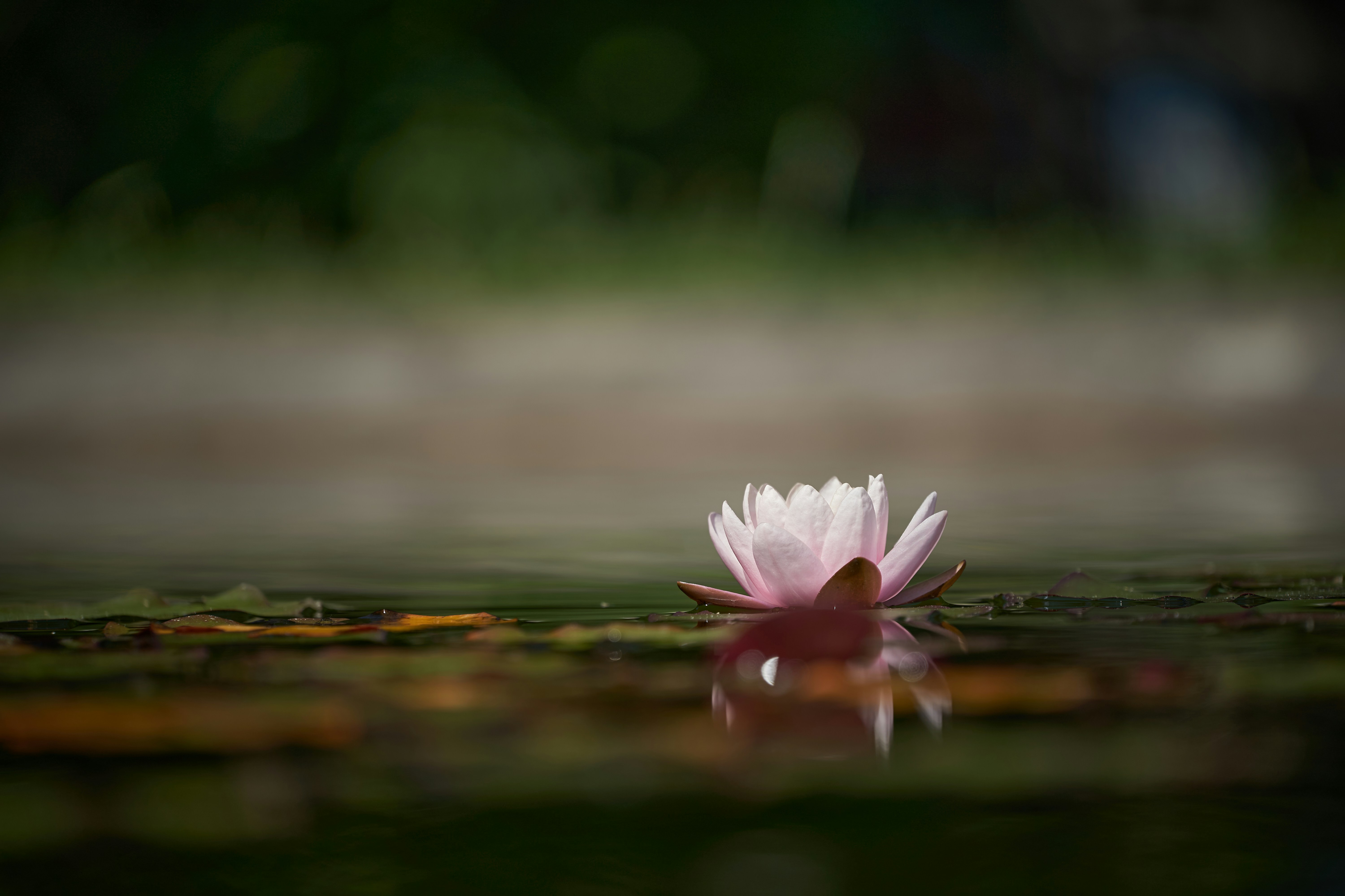 水の上の白い蓮の花の写真 Unsplashで見つけるグレーの無料写真