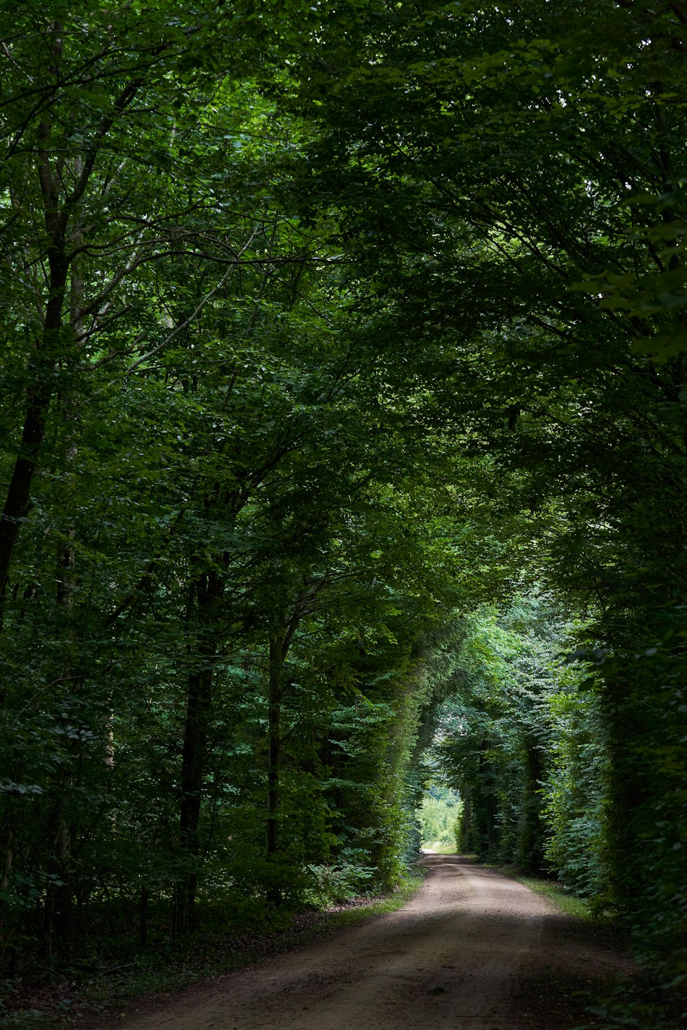 green trees on forest during daytime